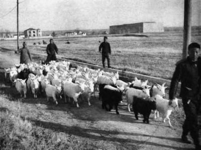 1939年3月，南京的放羊人趕著羊群經(jīng)過明故宮飛機(jī)場(chǎng)。照片背景中心的建筑即為午朝門遺址。 資料圖片