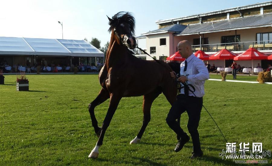 （XHDW）（2）第45屆阿拉伯純種馬拍賣會(huì)在波蘭舉行