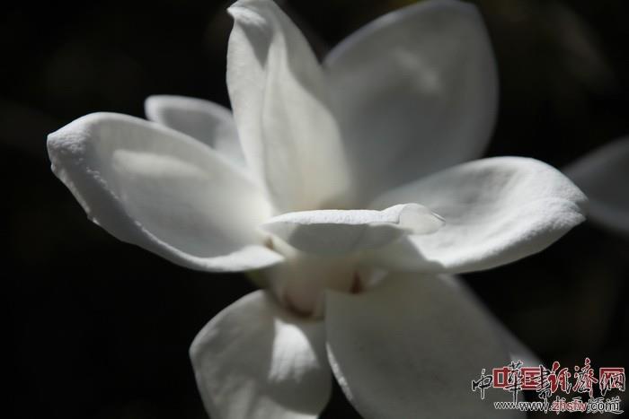 　　紀曉嵐故居的花