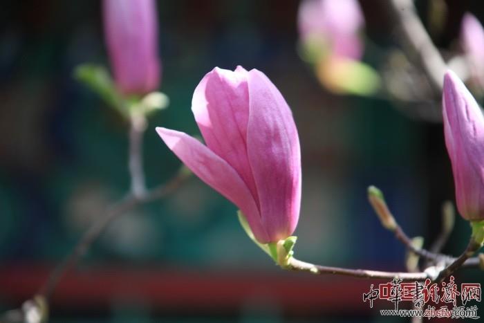 　　紀曉嵐故居的花