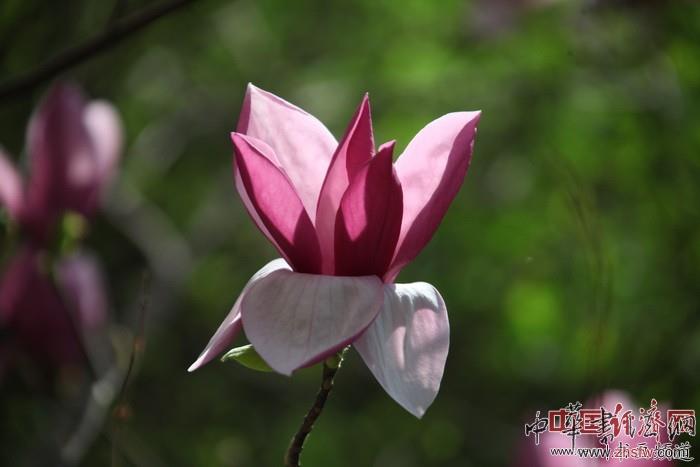 紀(jì)曉嵐故居的花