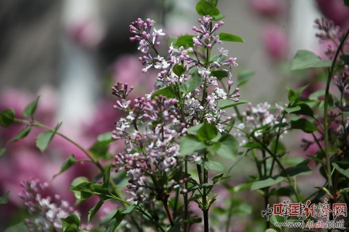 　　紀(jì)曉嵐故居的花