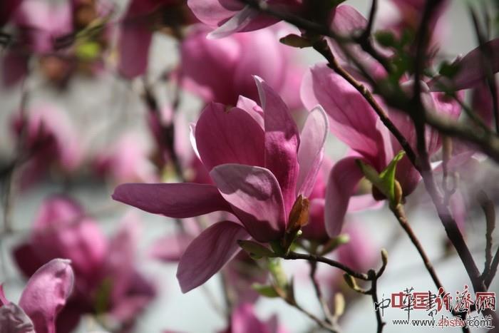 　　紀(jì)曉嵐故居的花