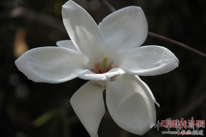 紀曉嵐故居的花 紀曉嵐故居的花