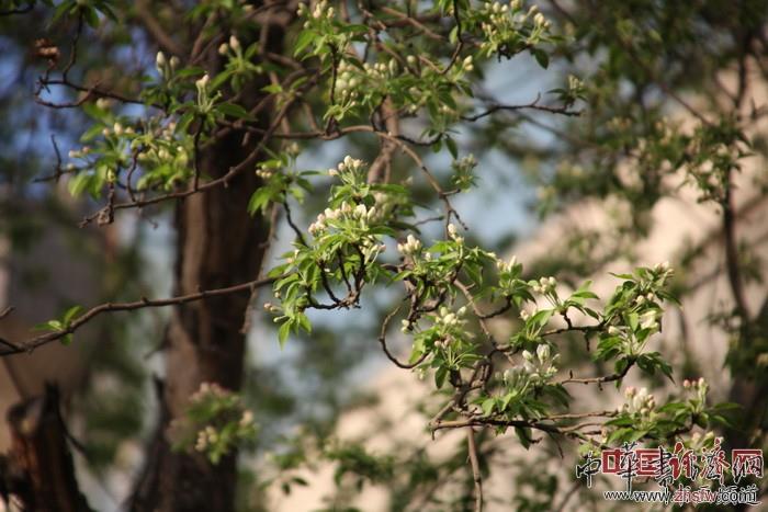 　　紀(jì)曉嵐故居的花