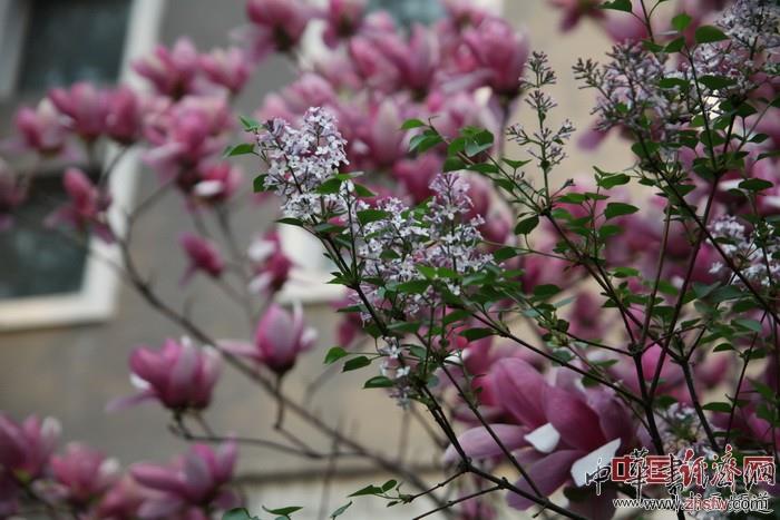 　　紀(jì)曉嵐故居的花