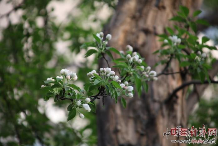 　　紀(jì)曉嵐故居的花