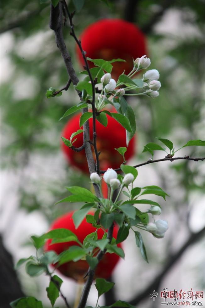 　　紀(jì)曉嵐故居的花