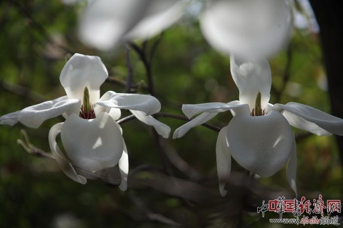 　　紀(jì)曉嵐故居的花