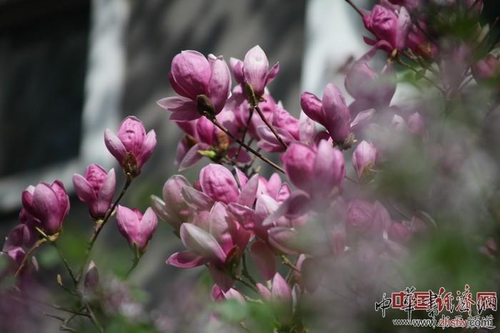 　　紀(jì)曉嵐故居的花