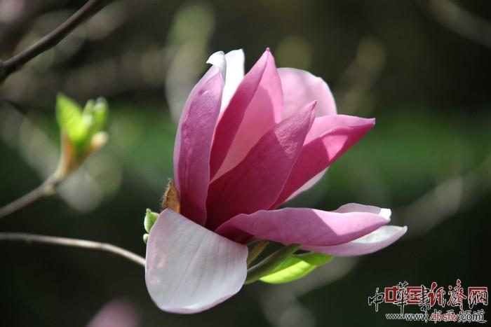 　　紀(jì)曉嵐故居的花