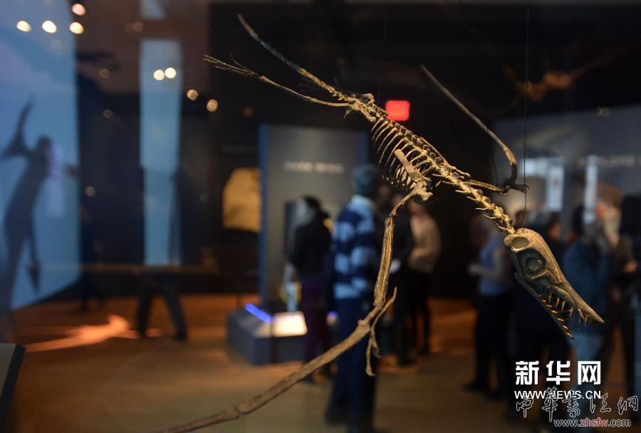 4月1日，觀眾在紐約美國自然歷史博物館中參觀一件翼龍化石模型?！　?