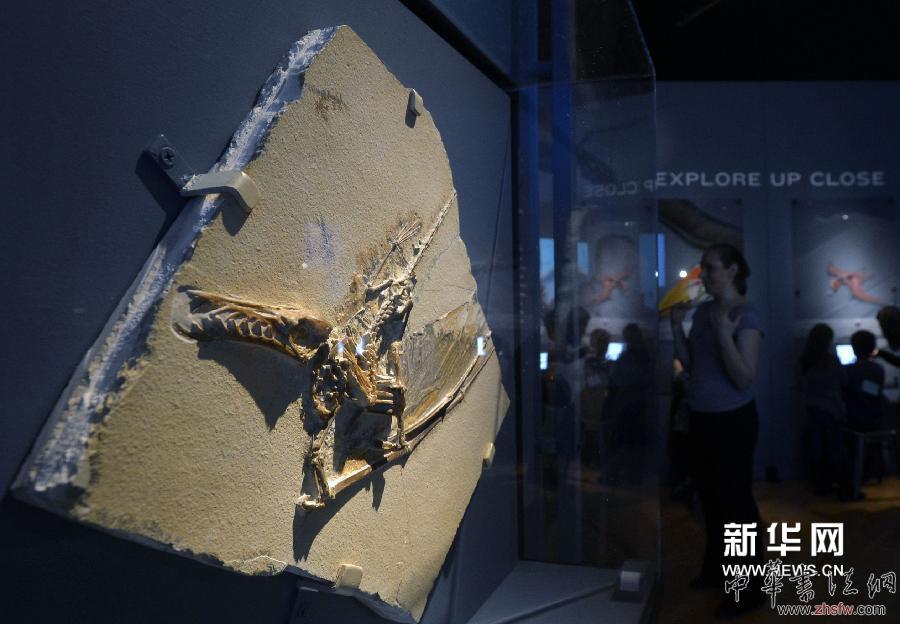 新華社照片，紐約，2014年4月1日 　?。▏H）（2）美國自然歷史博物館將舉辦大型翼龍展　　4月1日，一件翼龍化石展品在紐約美國自然歷史博物館展出?！　‘斕欤绹鴼v史上最大的翼龍展“飛行在恐龍年代”在紐約美國自然歷史博物館進行媒體預展，并將于4月5日向公眾開放。本次展覽的化石復制品和模型來自美國自然歷史博物館館藏和意大利、德國、中國、美國、英國、巴西等國。除此之外，展品中還包括8件化石真品，其中一件從未在德國以外展出，還有一塊為2012年在羅馬尼亞出土的品種極為罕見的大型翼龍化石?！　⌒氯A社記者王雷攝 