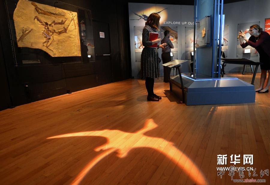 新華社照片，紐約，2014年4月1日 　?。▏H）（4）美國自然歷史博物館將舉辦大型翼龍展　　4月1日，觀眾在紐約美國自然歷史博物館中參觀翼龍化石展品?！　‘?dāng)天，美國歷史上最大的翼龍展“飛行在恐龍年代”在紐約美國自然歷史博物館進(jìn)行媒體預(yù)展，并將于4月5日向公眾開放。本次展覽的化石復(fù)制品和模型來自美國自然歷史博物館館藏和意大利、德國、中國、美國、英國、巴西等國。除此之外，展品中還包括8件化石真品，其中一件從未在德國以外展出，還有一塊為2012年在羅馬尼亞出土的品種極為罕見的大型翼龍化石?！　⌒氯A社記者王雷攝 