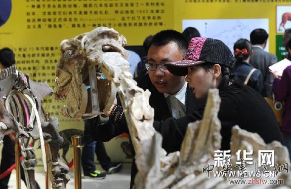 (晚報)(1)“2014馬化石特展”在沈陽開展