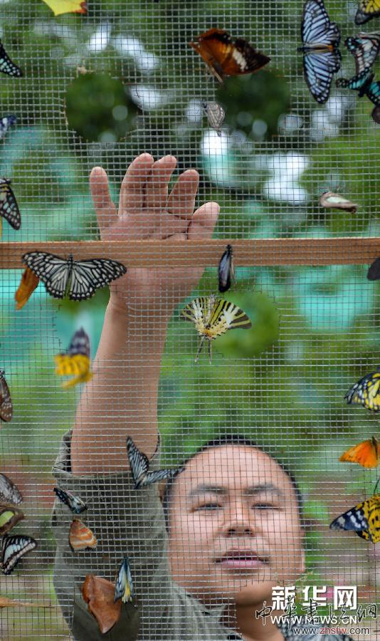 （社會）（2）湖南首家蝴蝶文化主題公園即將在長沙開園