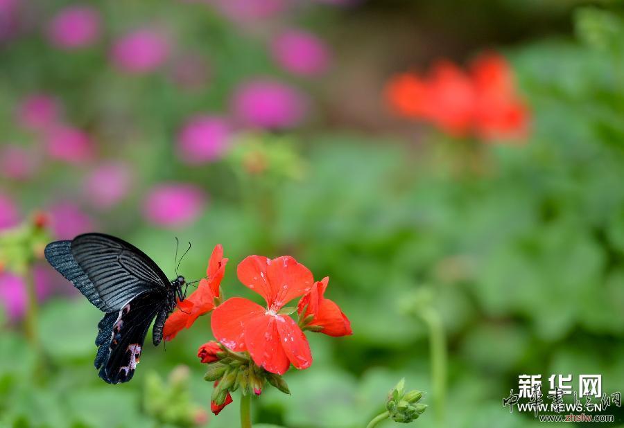 （社會(huì)）（4）湖南首家蝴蝶文化主題公園即將在長(zhǎng)沙開園