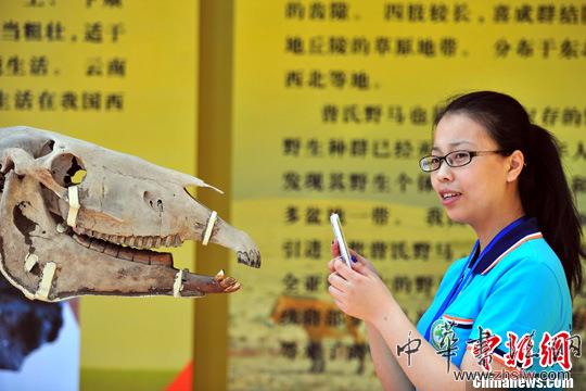 中國首次集中外馬化石為一體的化石展沈陽開展