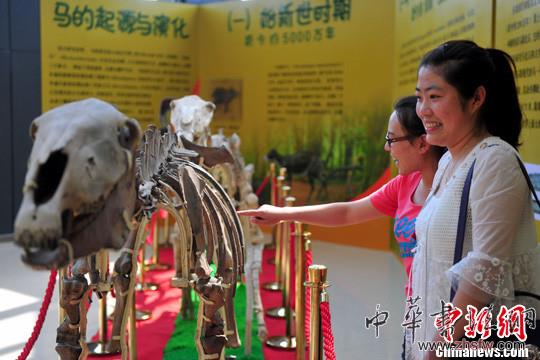 中國首次集中外馬化石為一體的化石展沈陽開展