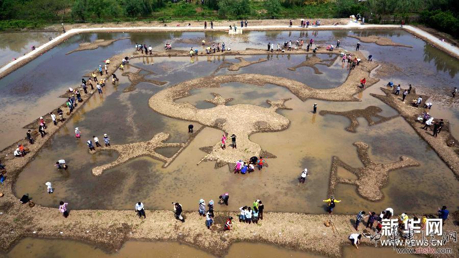 （文化）（1）&ldquo;蚯蚓藝術(shù)家&rdquo;稻田共繪《巨龍舞夢》