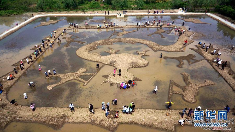“蚯蚓藝術(shù)家”稻田共繪《巨龍舞夢》 (文化)(1)“蚯蚓藝術(shù)家”稻田共繪《巨龍舞夢》