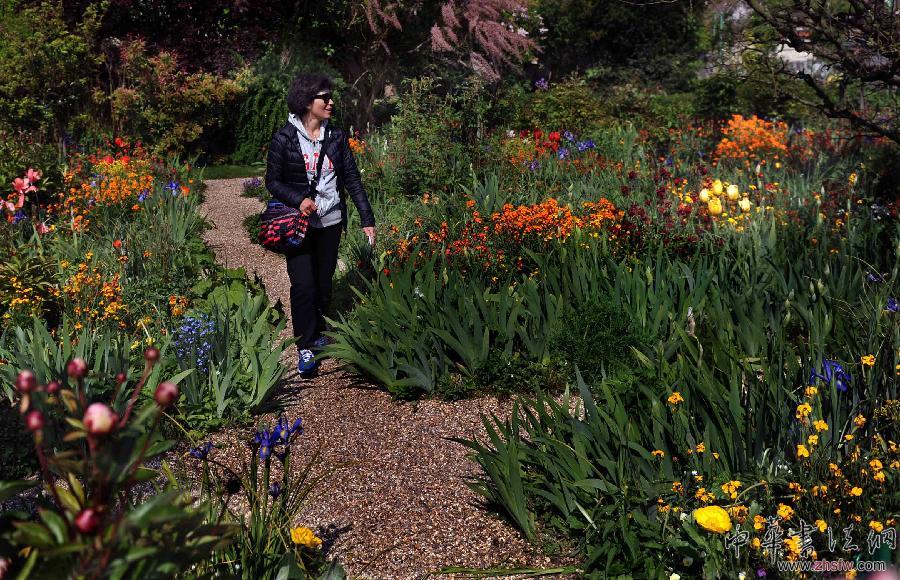 5月4日，一名游客在巴黎郊區(qū)莫奈花園的“花園”參觀。