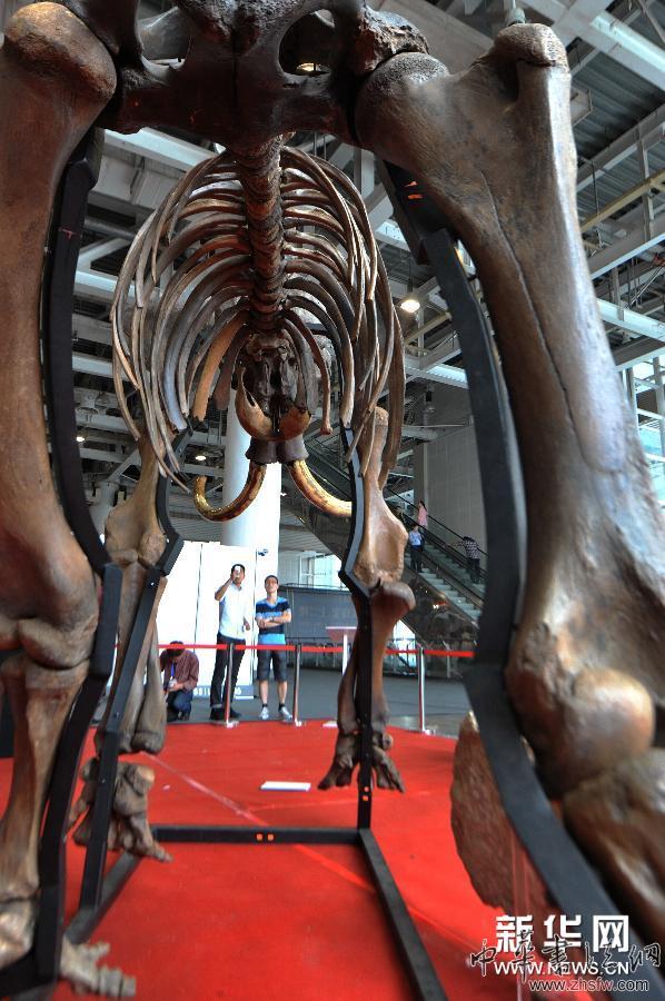 （晚報）（2）俄羅斯猛犸象化石亮相長沙