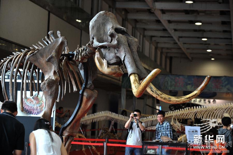 （晚報(bào)）（3）俄羅斯猛犸象化石亮相長沙