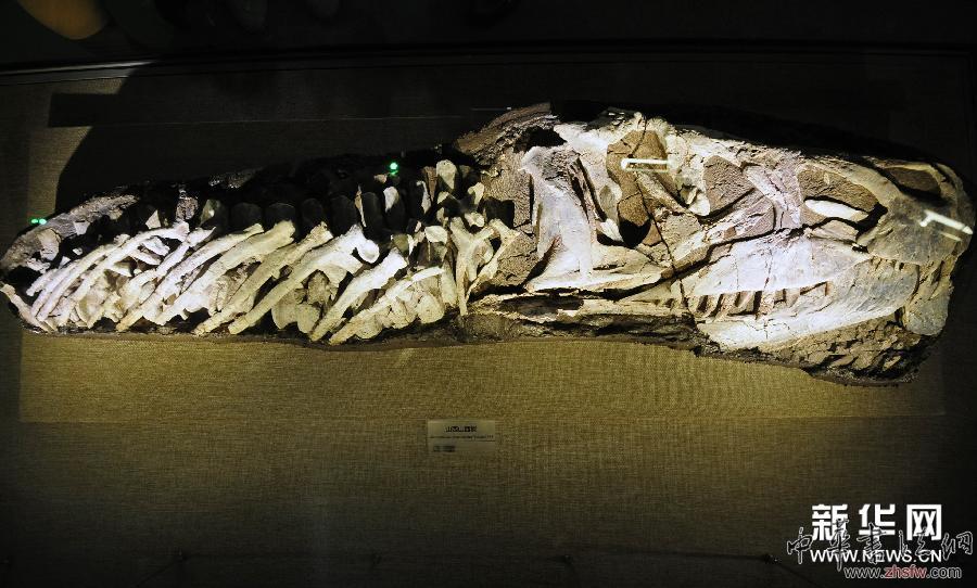 （社會(huì)）（4）山西地質(zhì)博物館將于世界博物館日開(kāi)館迎客