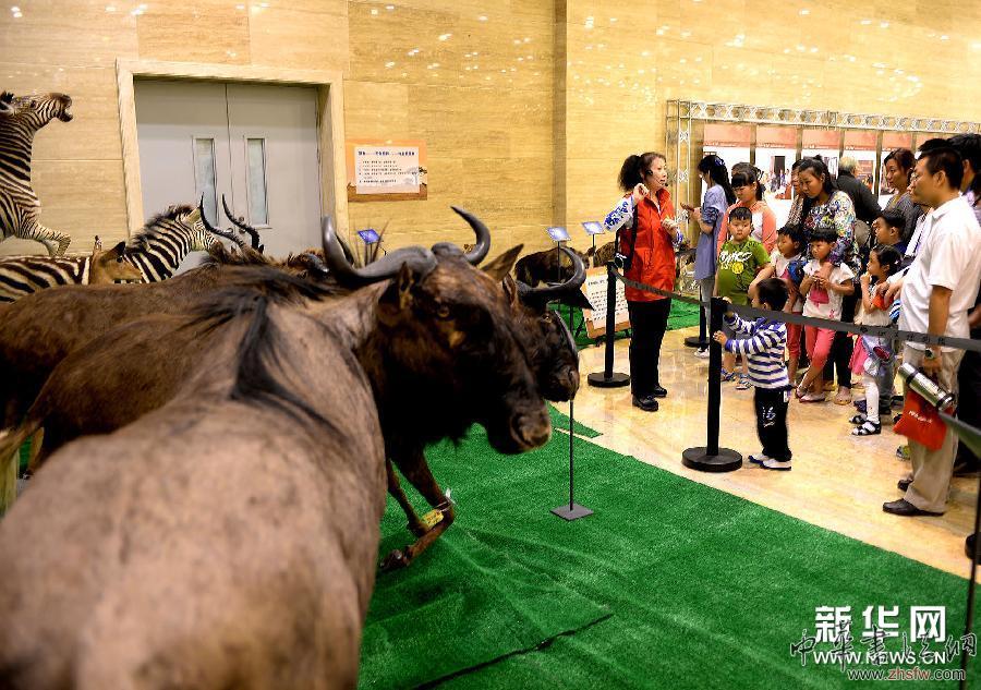 （晚報）山東博物館舉辦&ldquo;非洲野生動物大遷徙展&rdquo;側記展覽