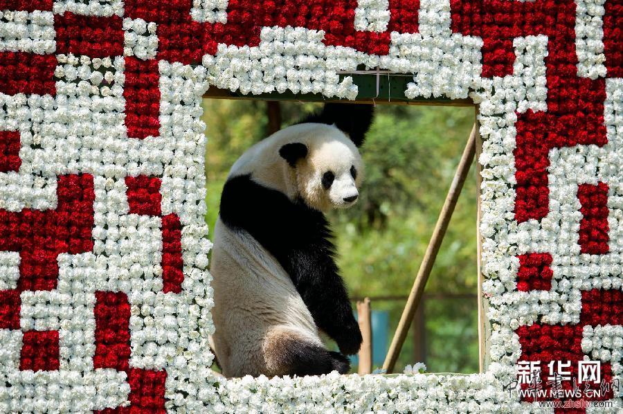 （晚報(bào)）（1）巨型&ldquo;大熊貓鮮花二維碼&rdquo;亮相昆明