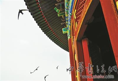 天壇公園祈年殿頻遭燕子“安營扎寨”