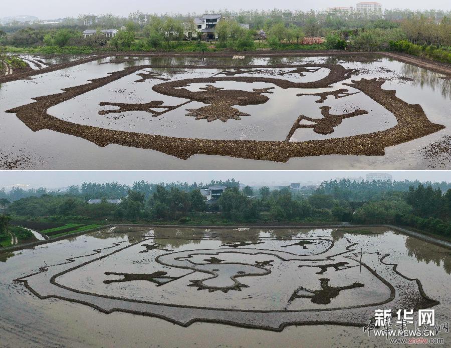 #（社會(huì)）（3）大地農(nóng)民畫《巨龍舞夢》試種彩色水稻