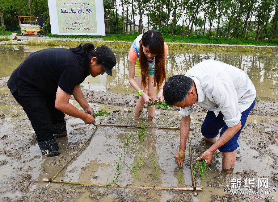 #（社會）（2）大地農(nóng)民畫《巨龍舞夢》試種彩色水稻