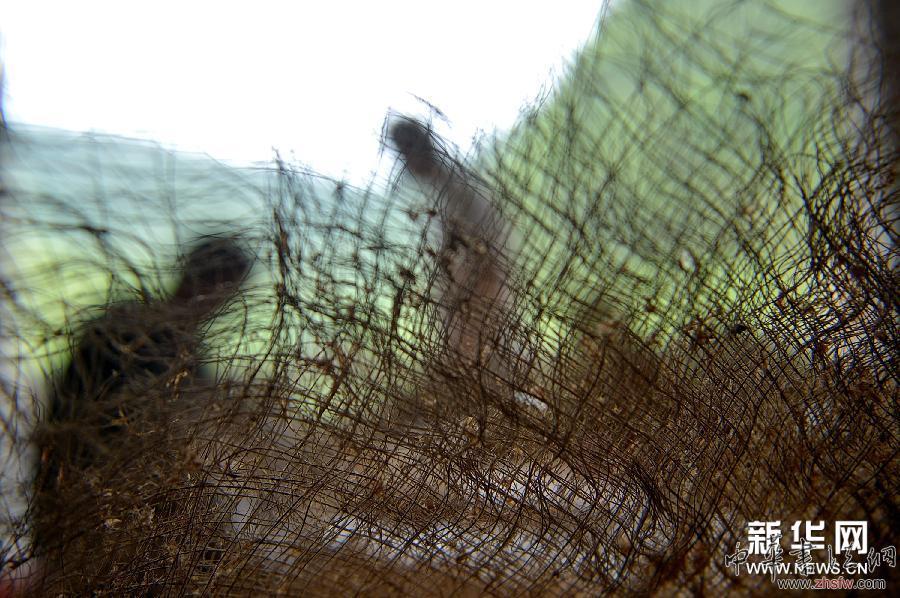 #（文化）（5）織蓑衣&mdash;&mdash;&ldquo;樹皮成衣&rdquo;的古老縫紉技藝