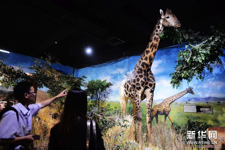 青島世界動(dòng)物標(biāo)本藝術(shù)館獲贈(zèng)珍稀野生動(dòng)物標(biāo)本 #(社會(huì))(1)青島世界動(dòng)物標(biāo)本藝術(shù)館獲贈(zèng)百件珍稀野生動(dòng)物標(biāo)本