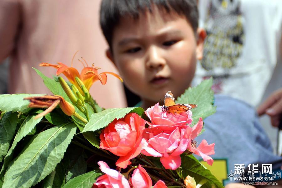 （晚報）（2）蘭州新區(qū)舉辦蝴蝶嘉年華