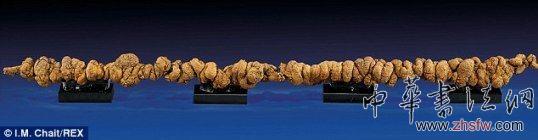 世界最長(zhǎng)恐龍糞便化石將拍賣(mài):估價(jià)1萬(wàn)美元 恐龍糞便化石