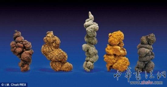 世界最長(zhǎng)恐龍糞便化石將拍賣(mài):估價(jià)1萬(wàn)美元 恐龍糞便化石