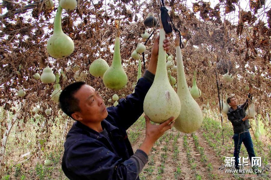 （晚報(bào)）（2）河北任縣：小葫蘆里種出文化大文章