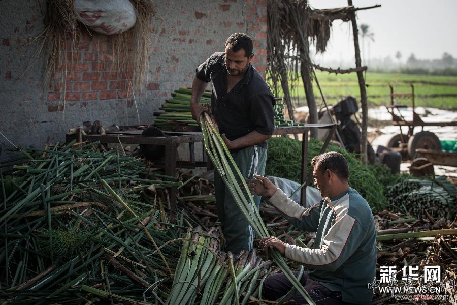 埃及:一張紙莎草畫的由來(lái) (國(guó)際)(4)埃及:一張紙莎草畫的由來(lái)