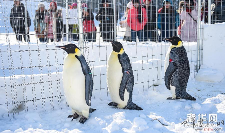（晚報(bào)）（2）&ldquo;凈月雪世界&rdquo;正式開放  用雪達(dá)40萬立方米