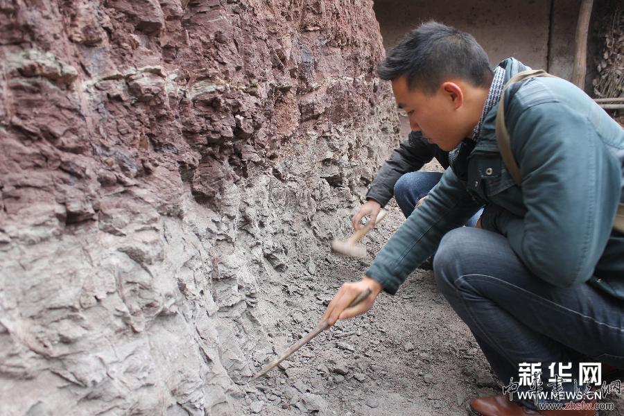 四川屏山縣發(fā)現(xiàn)侏羅紀動物化石 組圖 (新華網(wǎng))(2)四川屏山縣發(fā)現(xiàn)侏羅紀動物化石