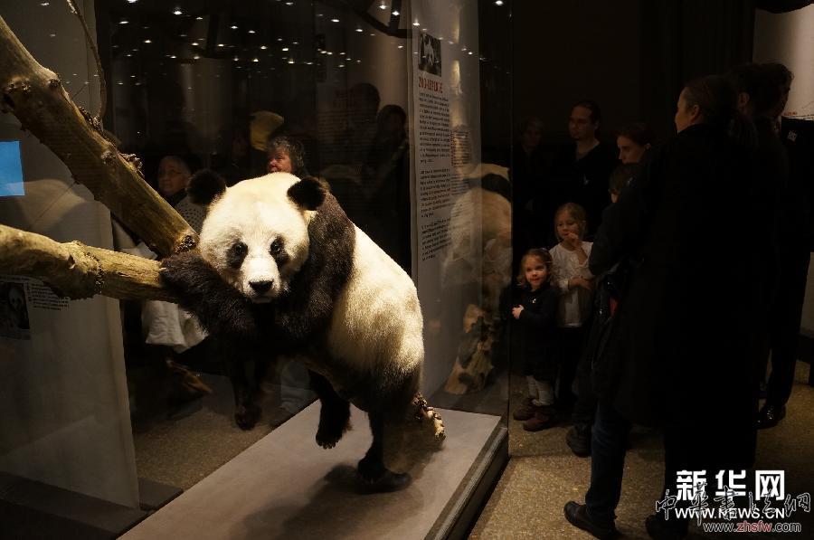 （國際）（2）大熊貓&ldquo;寶寶&rdquo;&ldquo;嫣嫣&rdquo;標(biāo)本在柏林首展