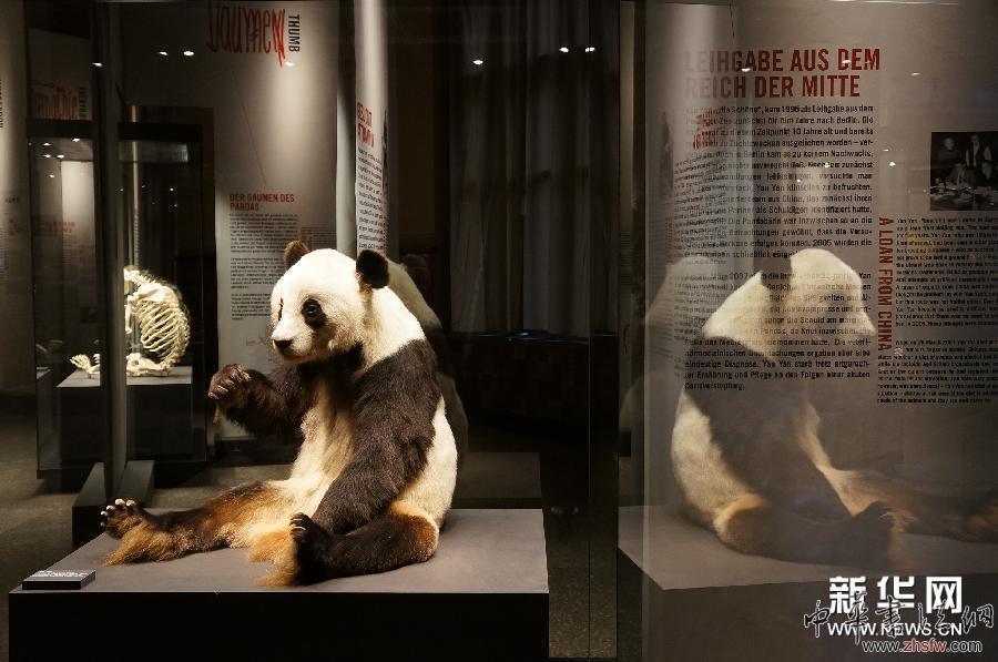 （國際）（1）大熊貓&ldquo;寶寶&rdquo;&ldquo;嫣嫣&rdquo;標(biāo)本在柏林首展