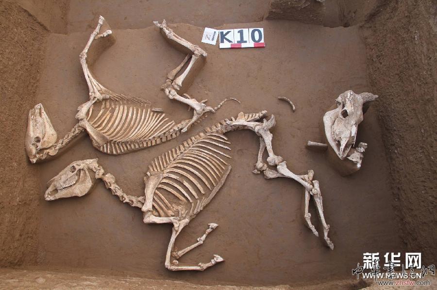 （晚報(bào)）（1）陜西考古現(xiàn)西周時期&ldquo;最大公共墓地&rdquo;