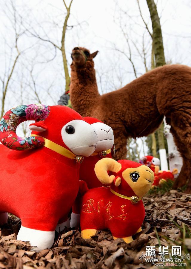 羊年觀羊 (新華網(wǎng))(1)羊年觀羊