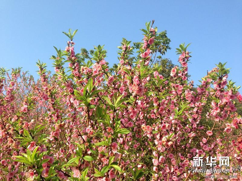 徐寒藝術(shù)館外的花樹。