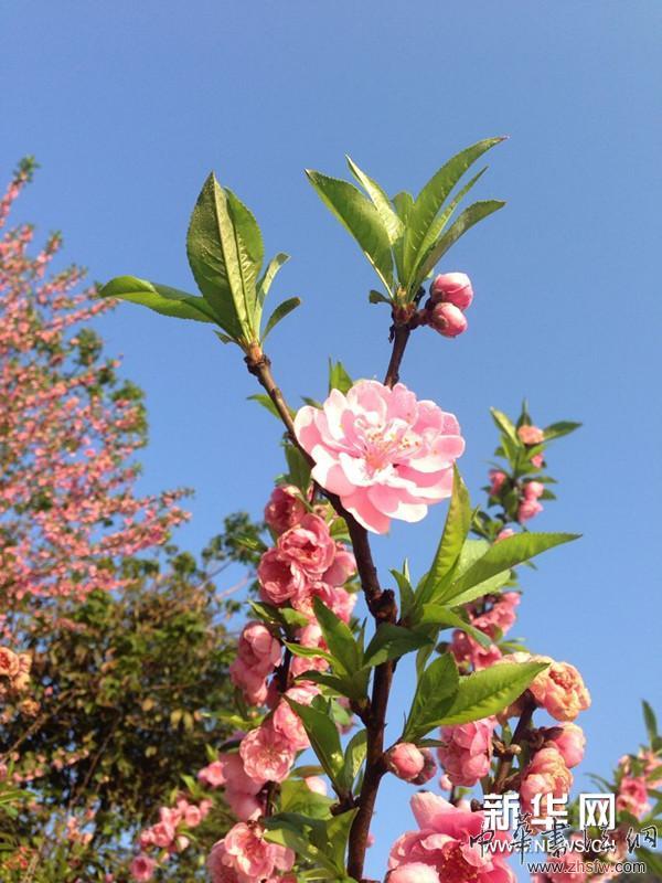 徐寒藝術(shù)館外的花。