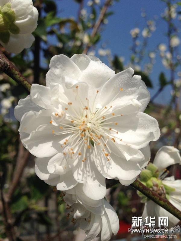 徐寒藝術(shù)館外的花。